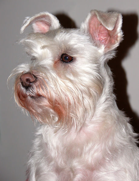 SCHNAUZER PITIC